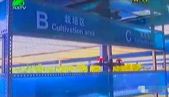 掀開植物工廠的智慧面紗 三安植物照明工廠項目本月底投產，引領現代農業新篇章